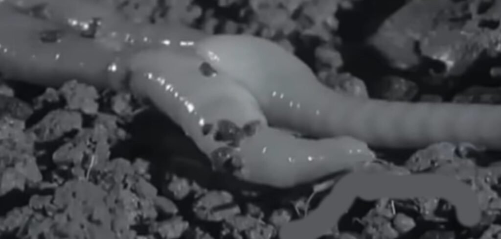 Kecho Earthworm কেঁচো পরিবেশের প্রতি সংবেদনশীলতা